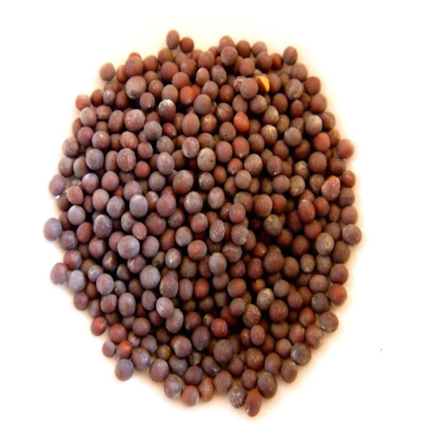 Semillas de Mostaza Negra 1Kg - savourshop.es
